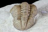 Bargain, Lochovella (Reedops) Trilobite - Oklahoma #68615-4
